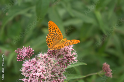 butterfly on flower,plant, wildlife, beauty, orange, beautiful, beauty, orange, colorful, wildlife, 