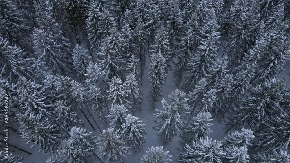 Revealing shot from snowy forest to village Revealing shot from snowy forest to village