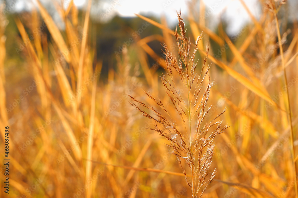 Autumn photo in gold tones. Autumn grasses in the rays of the setting sun. Autumn background. Sun setting behind wild grass in the field. Autumn photo in gold tones. Autumn grasses in the rays of the setting sun. Autumn background. Sun setting behind wild grass in the field.