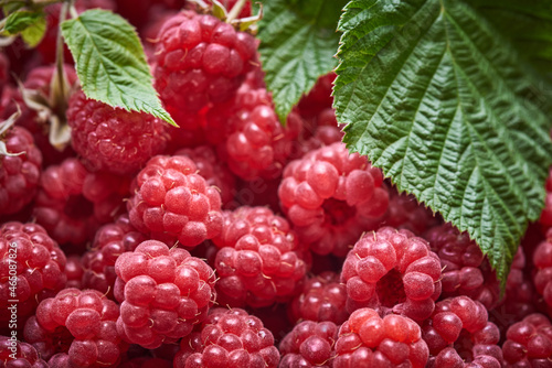 Background of ripe red raspberries with a branch and green leaves on top. Close up, top view. Harvest concept.