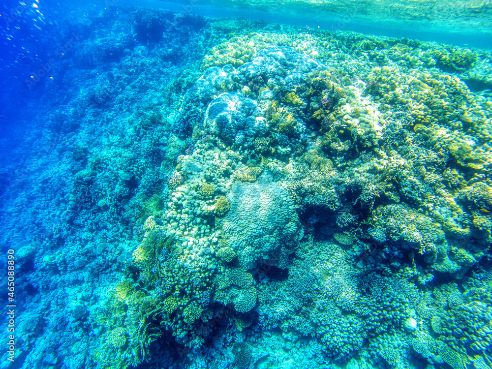 Great coral reefs at Red Sea during sunny summer day. Great coral reefs at Red Sea during sunny summer day.