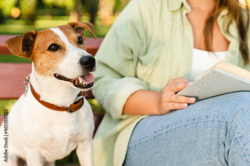 Little cute small dog jack russell terrier relaxing walking playing with owner, while woman reading books, learning, doing homework in park. Pet care, adoption concept. © InsideCreativeHouse