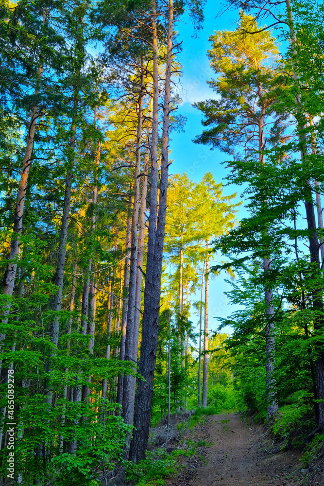 Picturesque forest trail in the highlands. Active lifestyle. Picturesque forest trail in the highlands. Active lifestyle.
