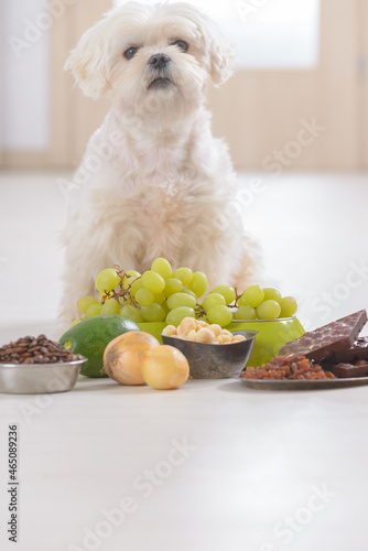 Little dog and food toxic to him