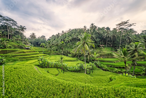 Fototapeta Naklejka Na Ścianę i Meble -  Tegallalang rice terrace in Ubud, Bali, Indonesia