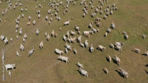 A herd of Hungarian Grey Cattle (Hungarian: Magyar Szürke Marha), also known as Hungarian Steppe Cattle, is an ancient breed of domestic beef cattle indigenous to Hungary. In Hortobágy National Park, 