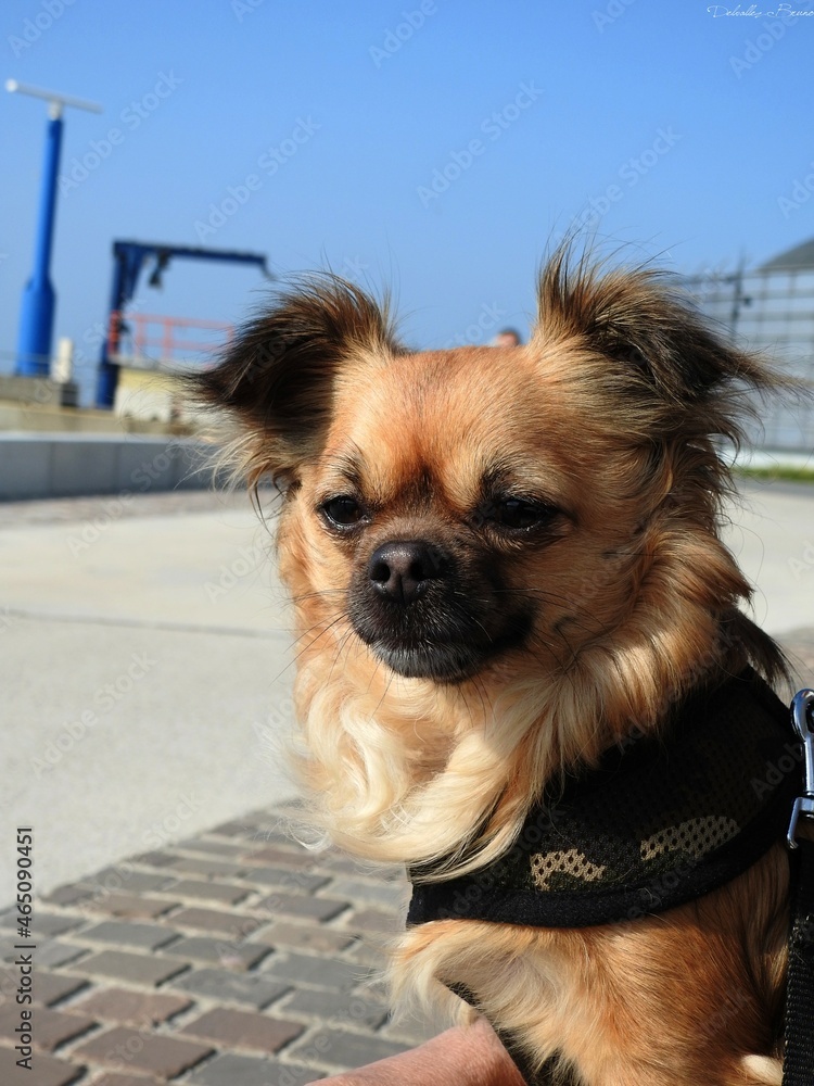 Fotografie chihuahua à poils long