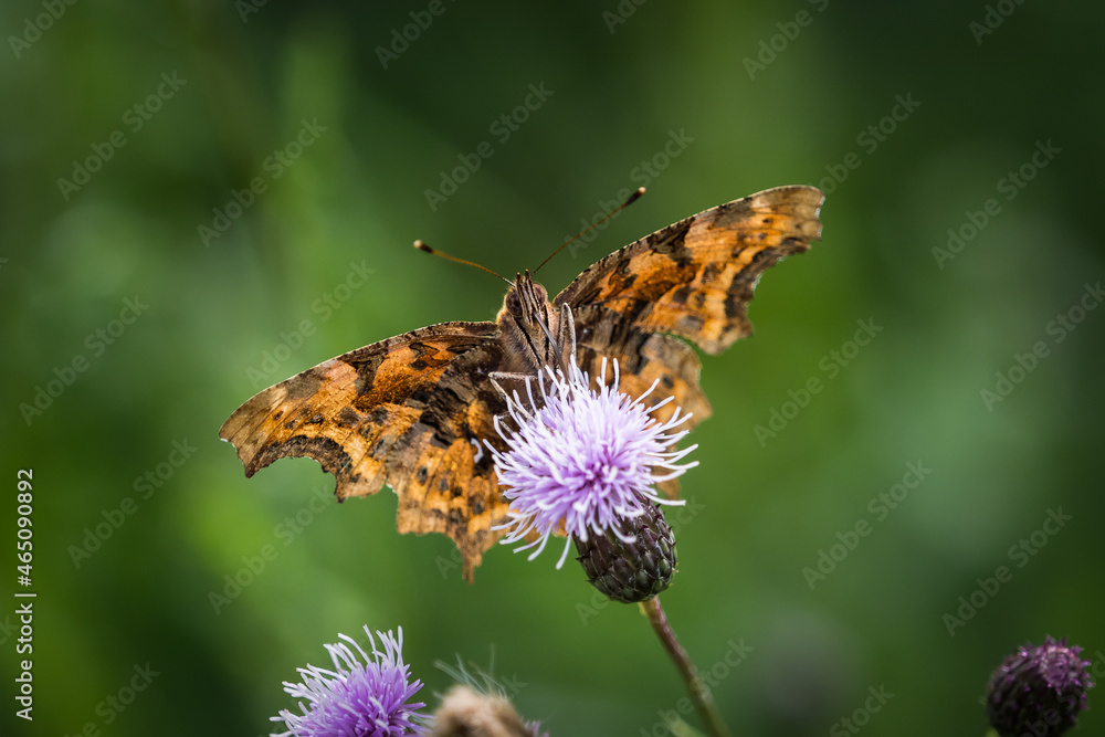A Cfalter closeup on a thistle at summer in saarland, copy space A Cfalter closeup on a thistle at summer in saarland, copy space