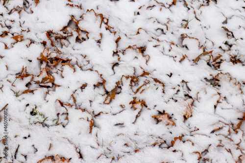 Winter background with snow-covered fallen dry leaves