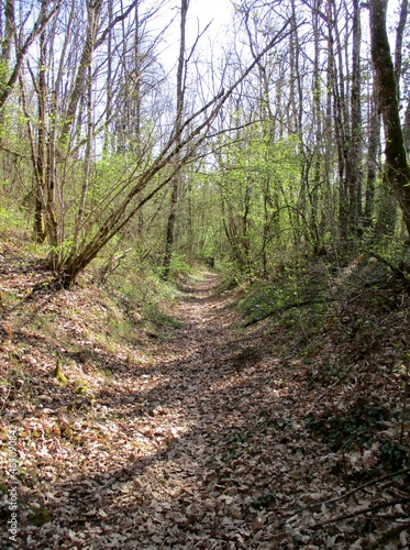 Sentier forestier au printemps