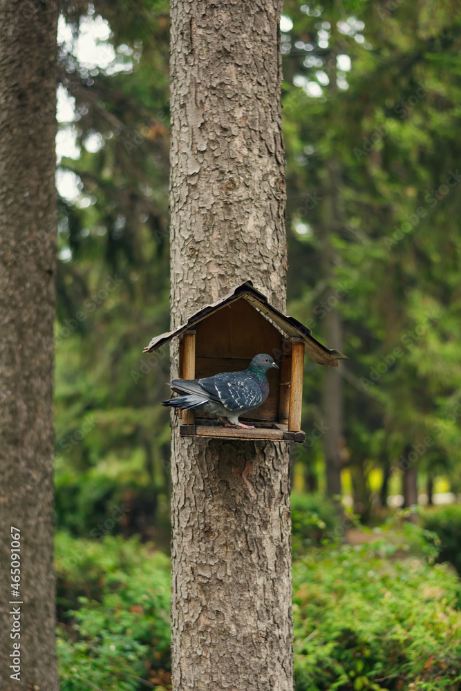 pigeon is in an open bird house. Bird protection and care pigeon is in an open bird house. Bird protection and care