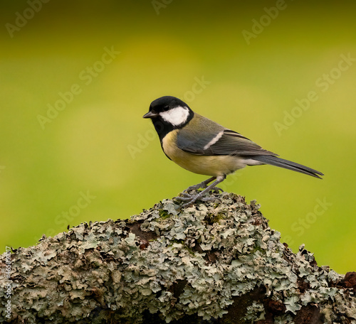 great tit on a tree