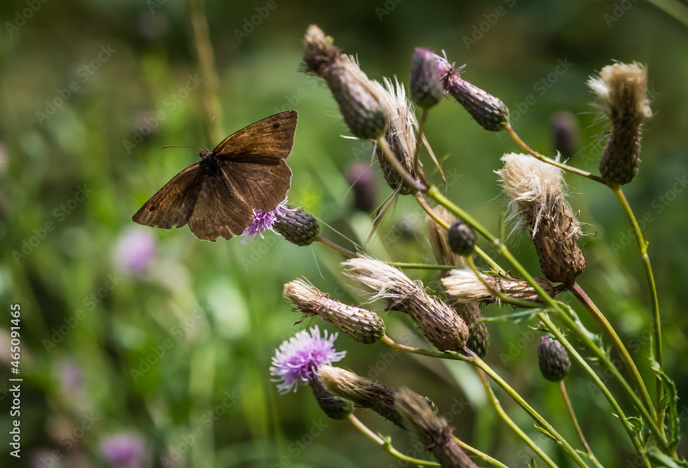 A Achlyodes pallida closeup on a thistle at summer in saarland, copy space A Achlyodes pallida closeup on a thistle at summer in saarland, copy space