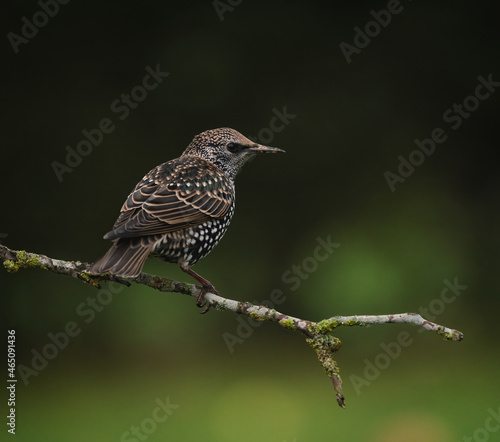Starling bird on a branch