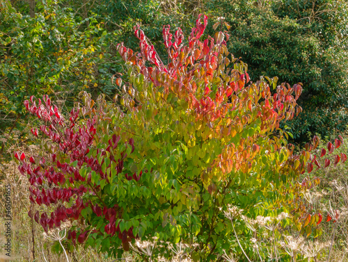 A common dogwood tree (Cornus sanguinea) in full autumnal glory with green, yellow, gold, russet and red leaves  photo