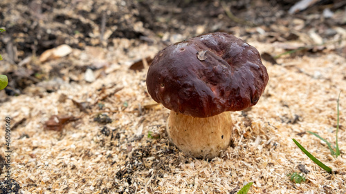 boletus