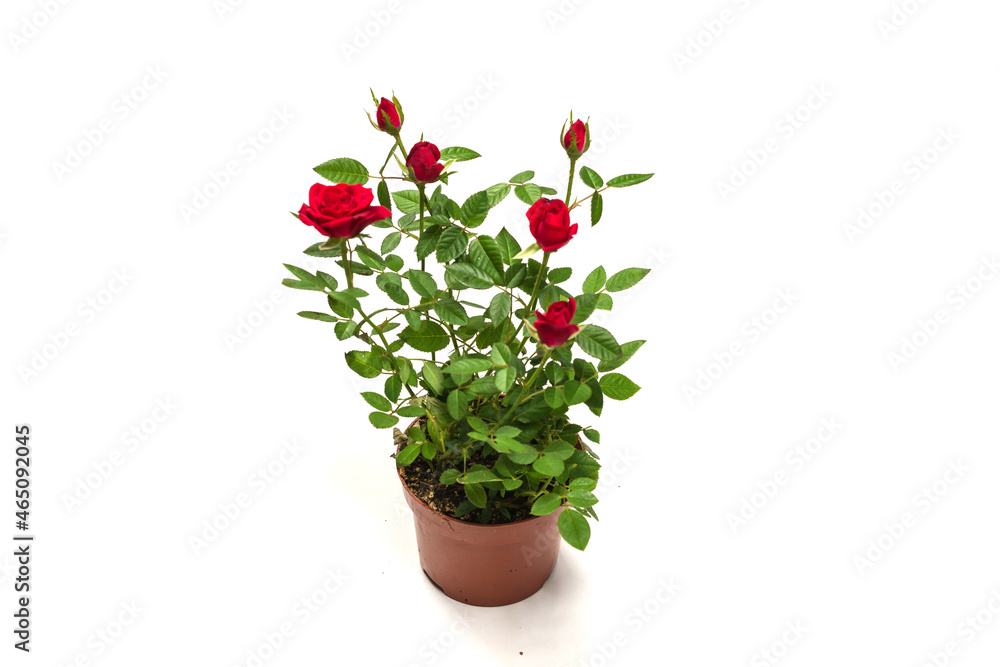 Red roses in a pot isolated on white background.