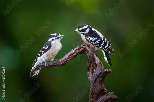 twin downy woodpeckers