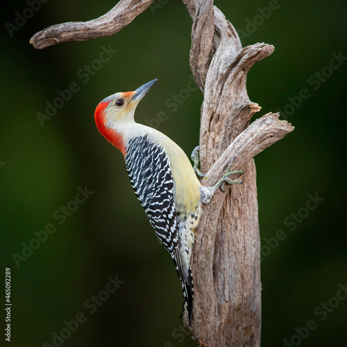 red bellied woodpecker on tree