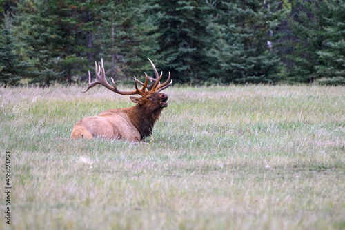 A large bull elk laying down bugling in a field
