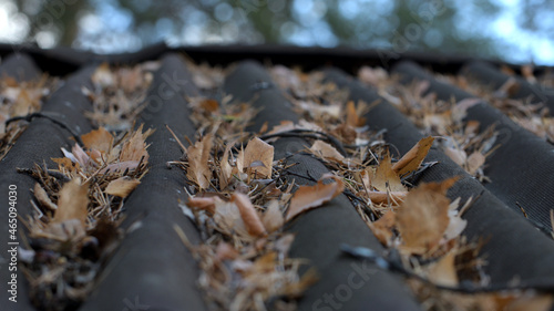 leaves on the roof