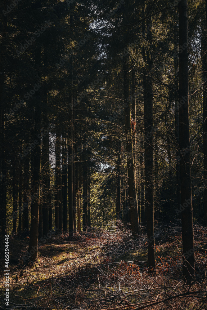 Vertical wide angle pine tree forest with sun comming through the greenery, very tall and old trees in moody woodland, british forestry uk.