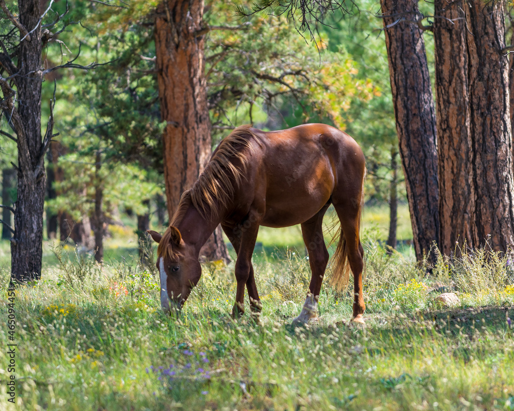 Wild Horses at South Rim Grand Canyon National Park Wild Horses at South Rim Grand Canyon National Park