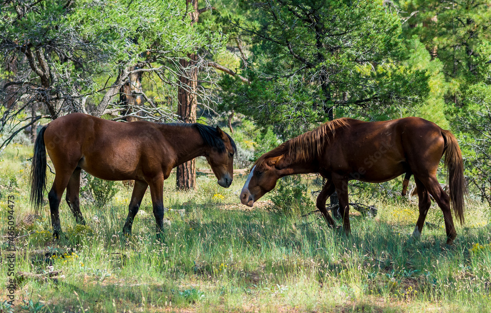 Wild Horses at South Rim Grand Canyon National Park Wild Horses at South Rim Grand Canyon National Park