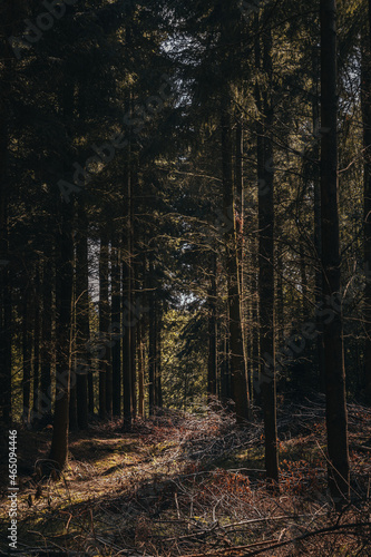 Fototapeta Naklejka Na Ścianę i Meble -  Vertical wide angle pine tree forest with sun comming through the greenery, very tall and old trees in moody woodland, british forestry uk.