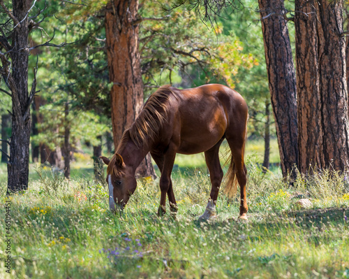 Wild Horses at South Rim Grand Canyon National Park 