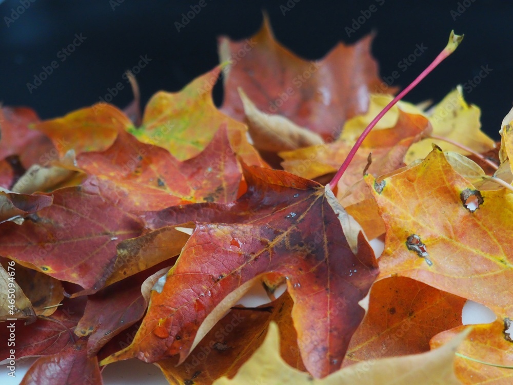Fall Leaves in Studio Lighting Fall Leaves in Studio Lighting