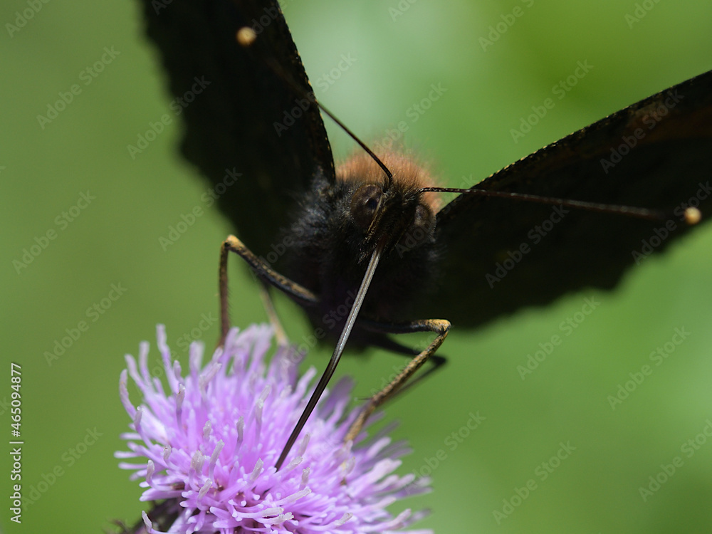Aglais io. Butterfly on thistle flower Aglais io. Butterfly on thistle flower