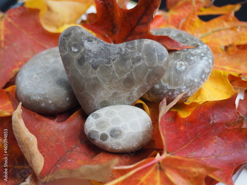 Fall Leaves with Heart Shaped Petoskey Stones in Studio Lighting photo