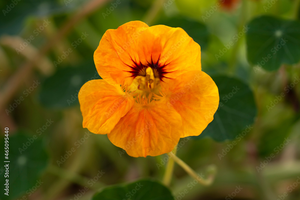 Brilliant orange Tropaeolum majus or Nasturtium flower macro on green background
Brilliant orange Tropaeolum majus or Nasturtium flower macro on green background