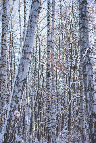 Beautiful winter landscape with birches covered by fresh snow on sunny day  Christmas holiday greeting card