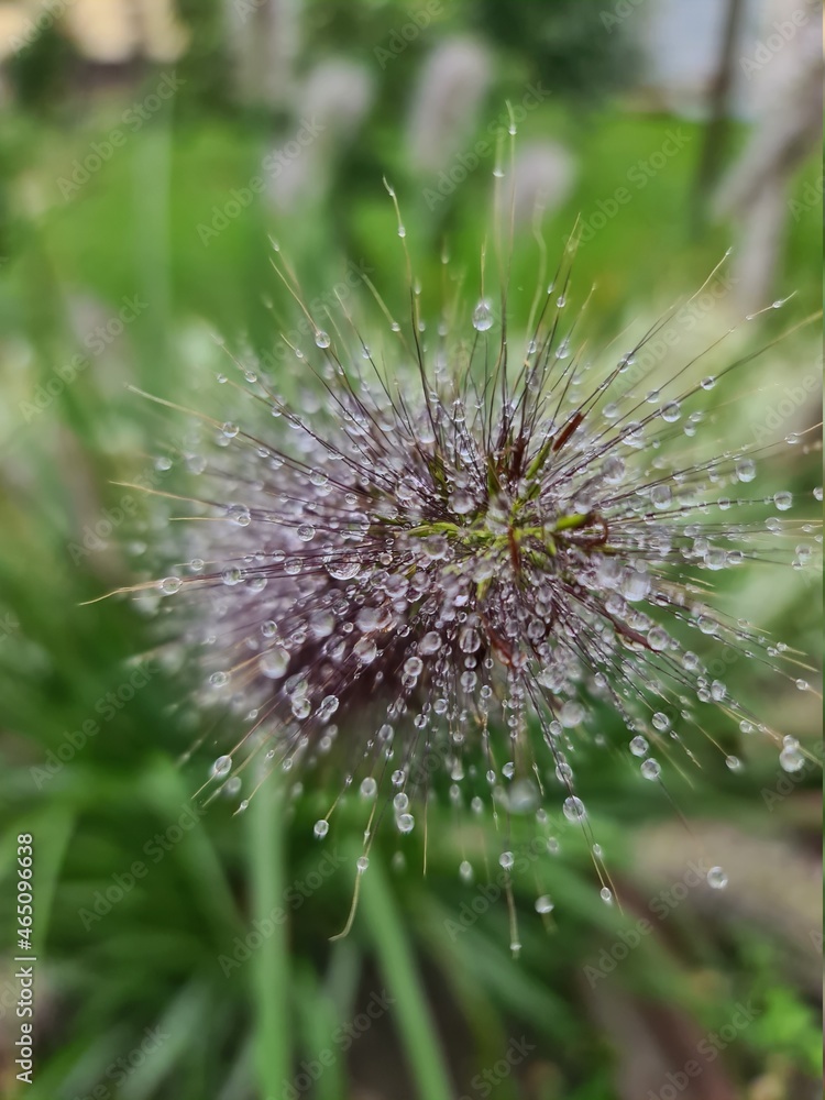 Fototapeta premium Fluffy panicles of plants on an autumn morning with drops of water