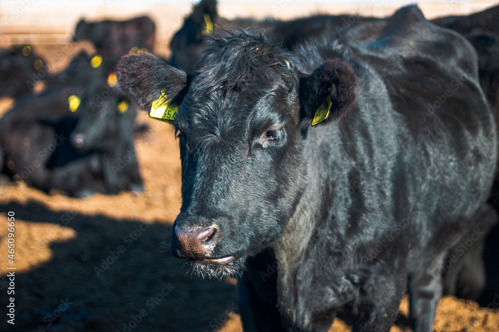 Fototapeta premium portrait of a cow