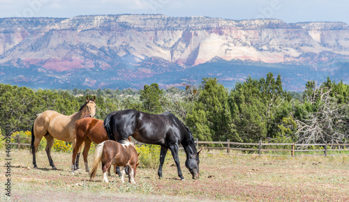 Horses Outside of Zion National Park on Zion-Mount Carmel Highway