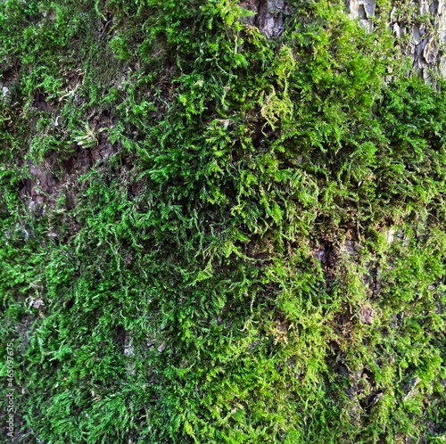 Moss close-up. Natural background. Green, fresh, vegetal texture.