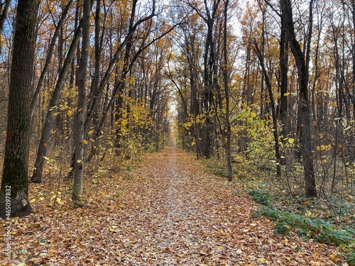 Autumn landscape. Forest path among fallen yellow leaves and trees. Natural background. Yellow-orange and green colors.