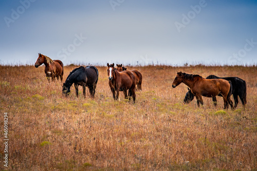 horses in the field © Art