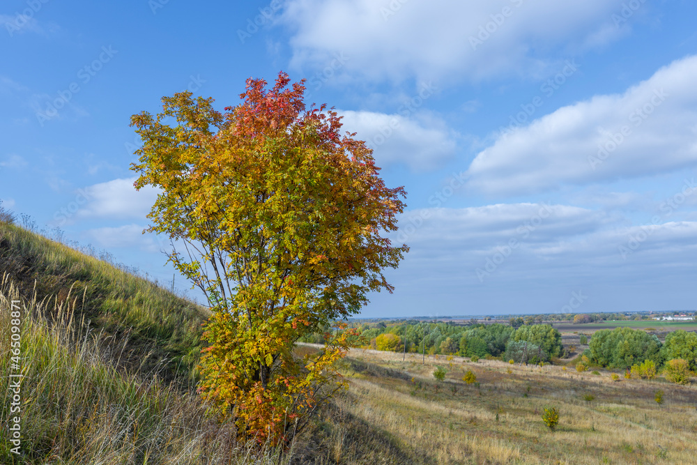 Fototapeta premium Rowan bush in the field. Autumn landscape with a rowan tree illuminated by sunlight.