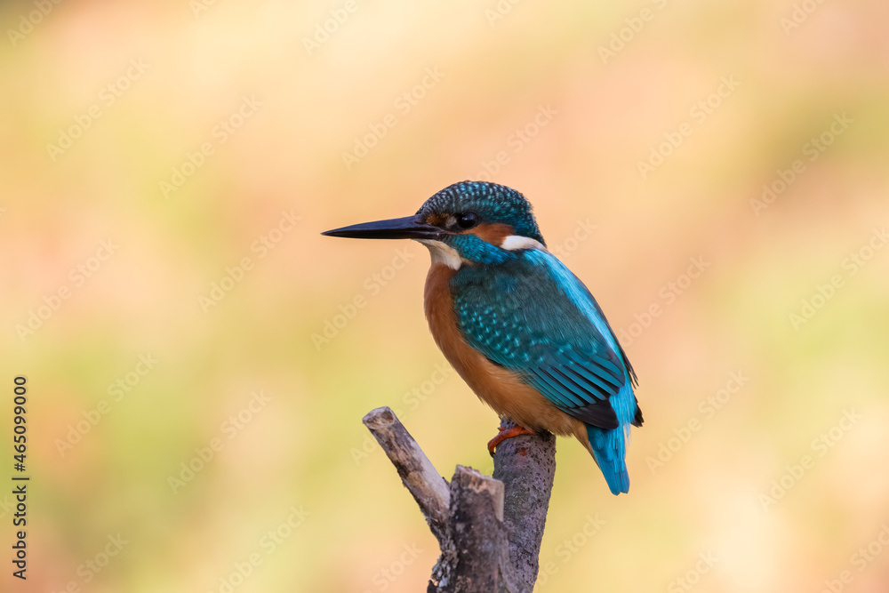 Fototapeta premium Common Kingfisher Alcedo atthis hunting by the river, beautiful colorful bird sitting on the branch and hunting fish, catching fish