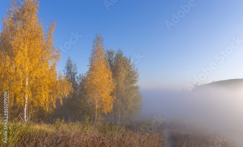 Autumn landscape with early morning fog. Birch trees with bright yellow foliage illuminated by the sun. Trees and hills in the fog. Dawn on a cold autumn morning.