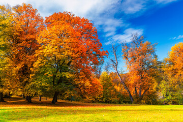 Autumn scene, fall,  red and yellow trees and leaves in sun light. Beautiful autumn landscape with yellow trees and sun. Colorful foliage in the park, falling leaves natural background