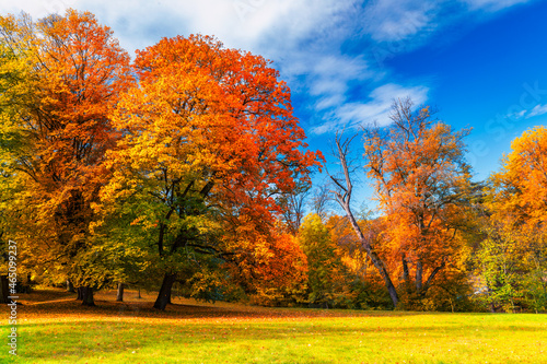 Autumn scene, fall,  red and yellow trees and leaves in sun light. Beautiful autumn landscape with yellow trees and sun. Colorful foliage in the park, falling leaves natural background © daliu