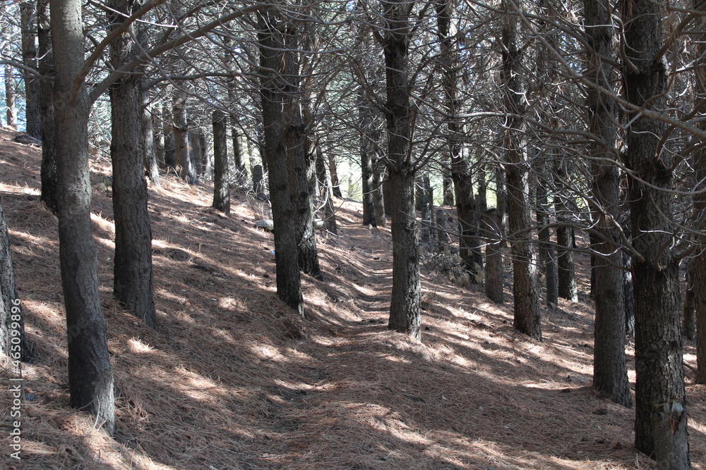 Bosque Bosque