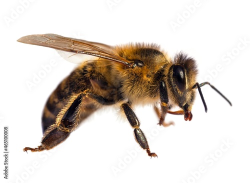 bee or honeybee Apis Mellifera isolated on white © Daniel Prudek