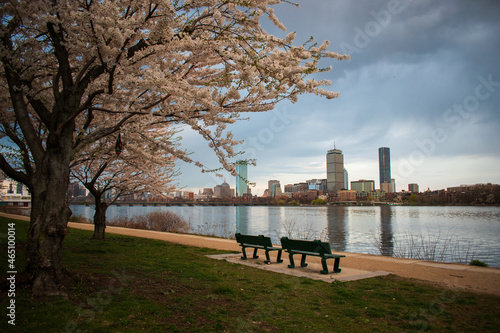 Cherry Blossom on the Charles River in Boston photo