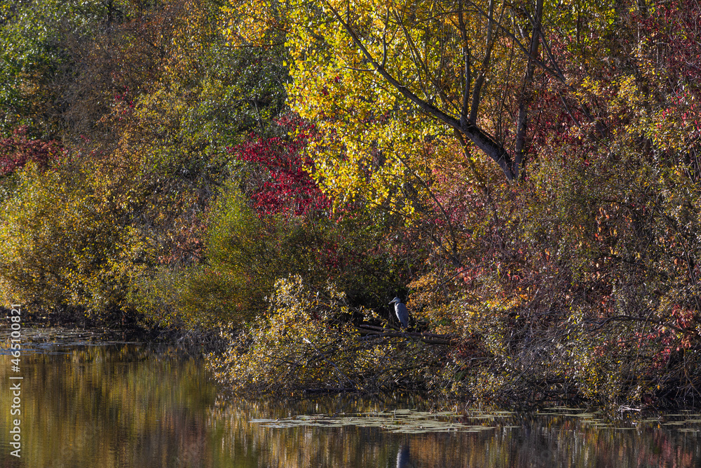 heron sits in colorful foliage heron sits in colorful foliage